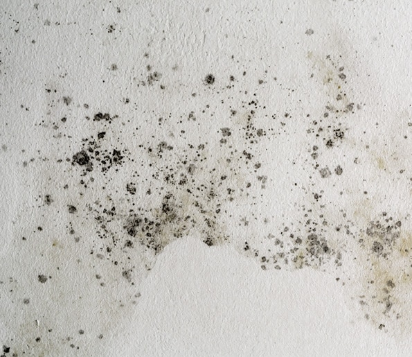 Call the professionals at DYCARP Flooring & Home Services for mold and mildew removal services in Norfolk.