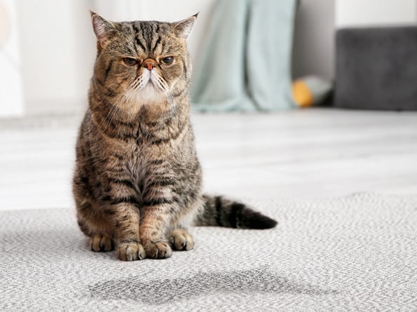 DYCARP Flooring & Home Services is a phone call away for pet urine carpet cleaning services in Norfolk.